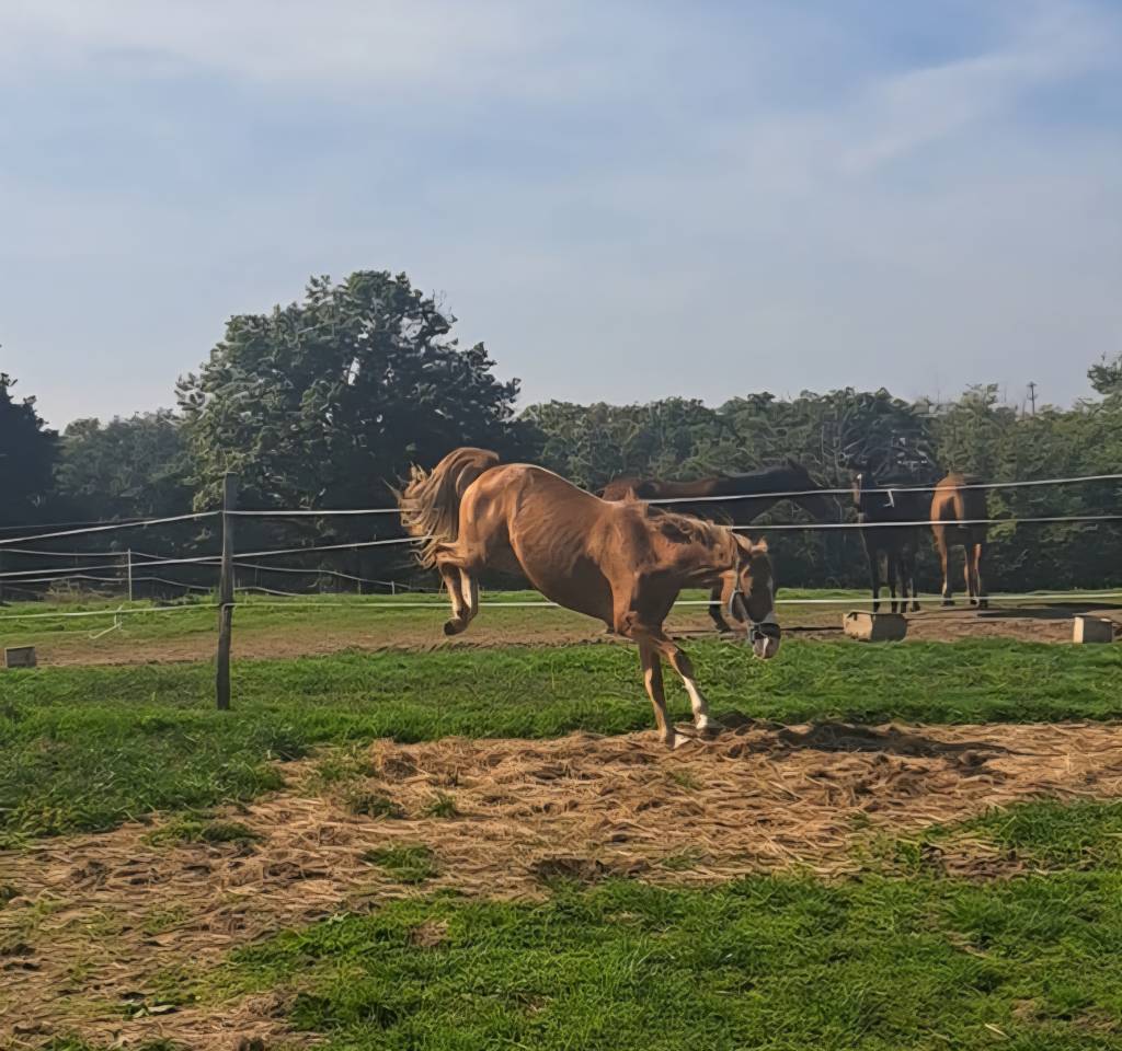 Caballo entero PFS Poni Françés de Silla Confiar 2023 Alazán por Dragibus du rouget