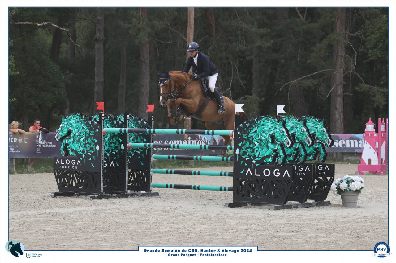 Caballo castrado Silla Francés En venta 2017 Alazán