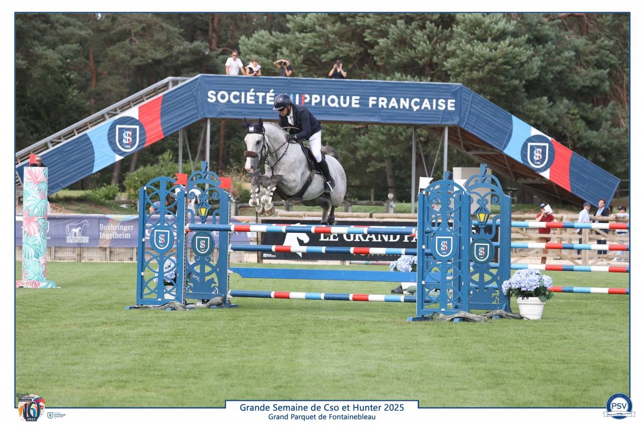 Caballo castrado Silla Francés En venta 2019 Tordo