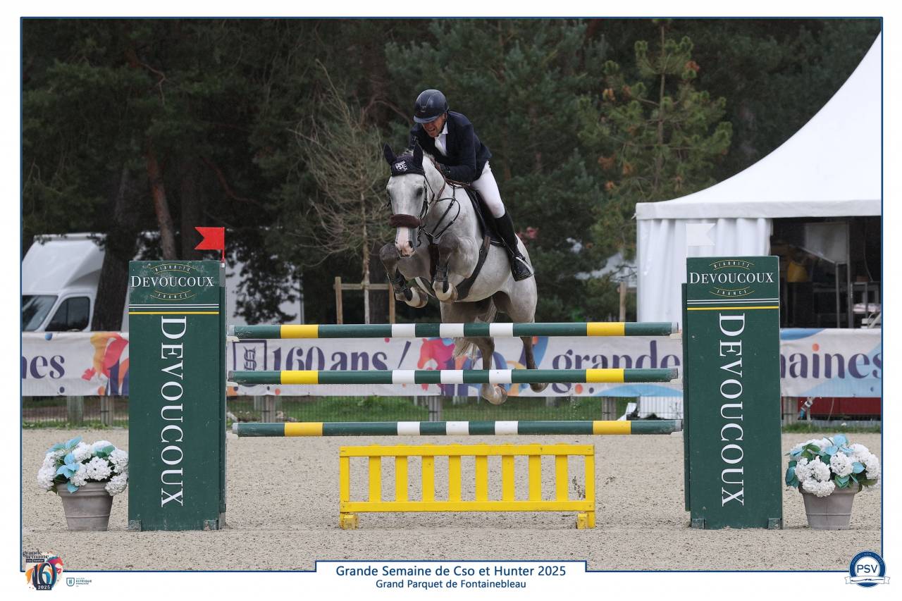 Caballo castrado Silla Francés En venta 2019 Tordo