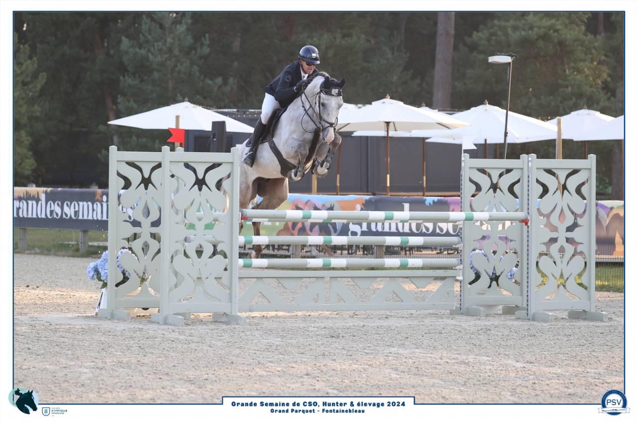 Caballo castrado Silla Francés En venta 2019 Tordo