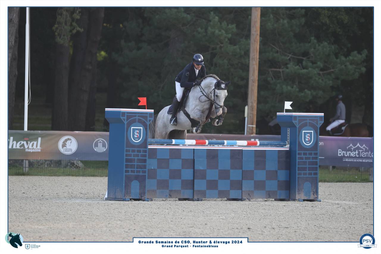 Caballo castrado Silla Francés En venta 2019 Tordo