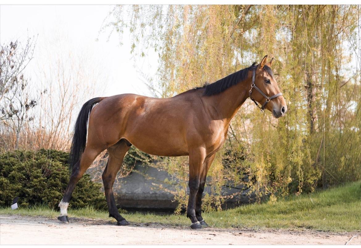 Caballo castrado Pura Sangre En venta 2018 Bayo