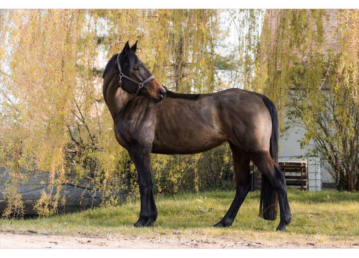 Caballo castrado Pura Sangre En venta 2018 Bayo