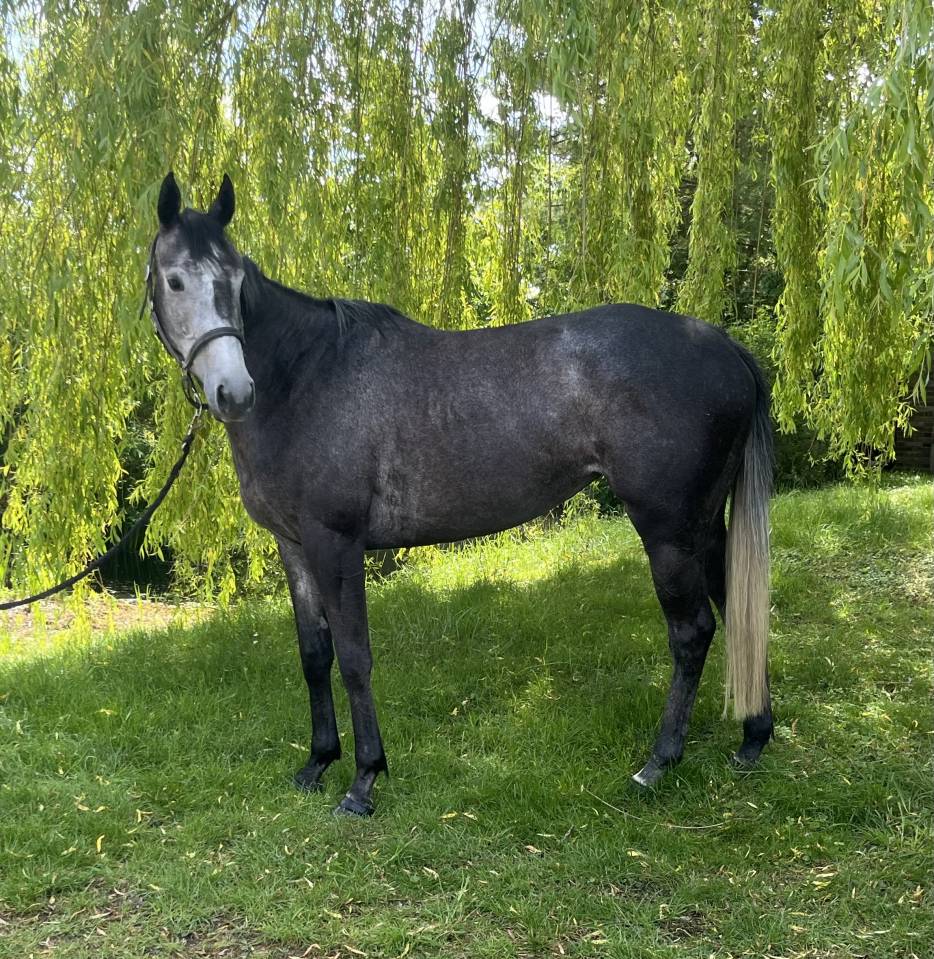 Caballo castrado Pura Sangre En venta 2018 Bayo