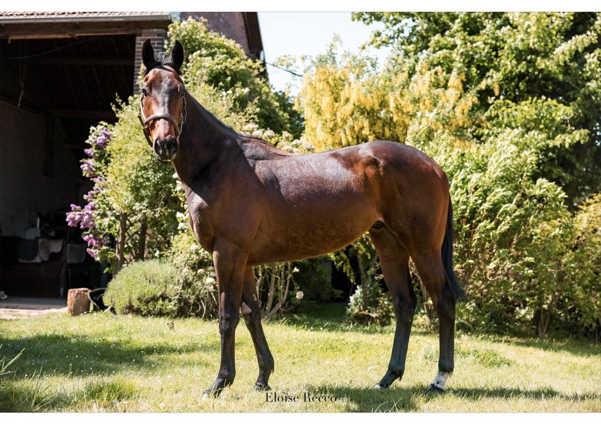 Caballo castrado Pura Sangre En venta 2018 Bayo