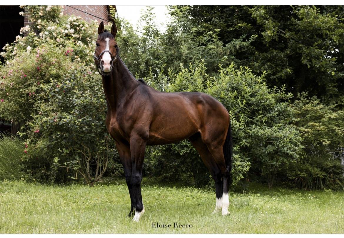 Caballo castrado Pura Sangre En venta 2018 Bayo
