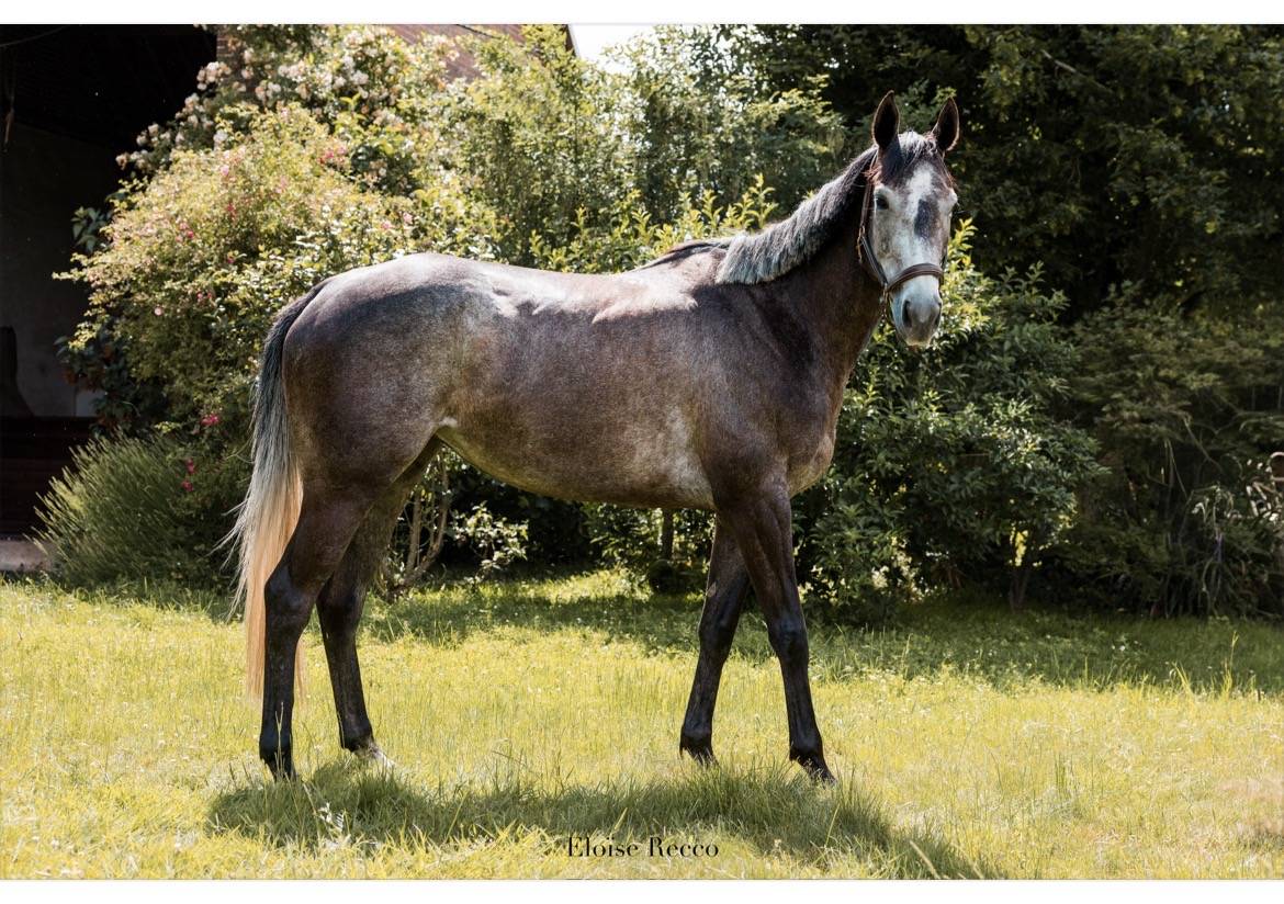 Caballo castrado Pura Sangre En venta 2018 Bayo