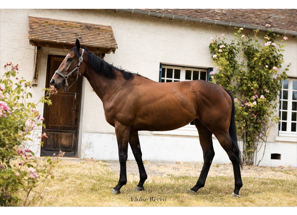 Caballo castrado Pura Sangre En venta 2020 Bayo