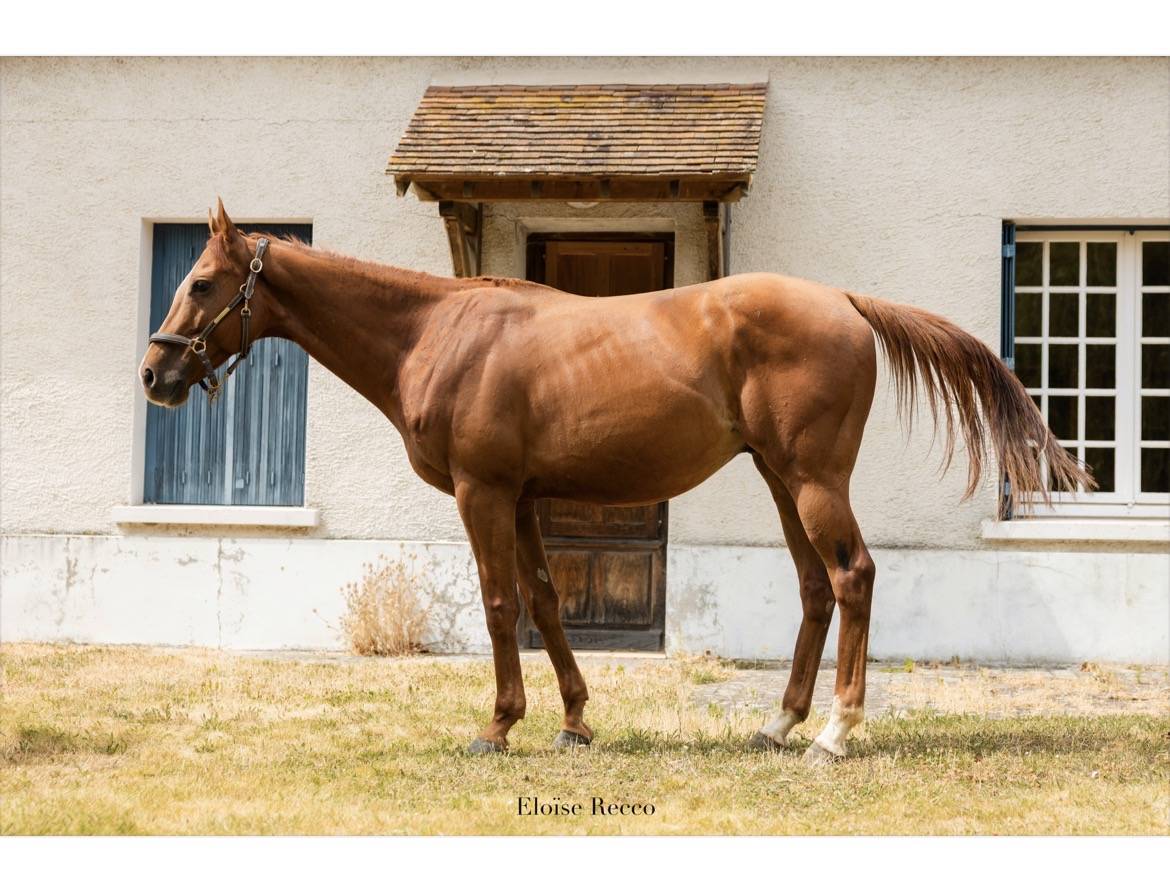 Caballo castrado Pura Sangre En venta 2020 Bayo