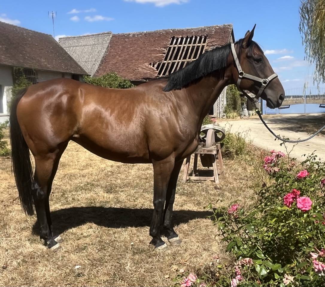 Caballo castrado Pura Sangre En venta 2020 Bayo