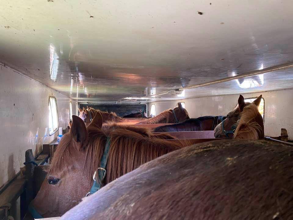 Semirremolque Caballos Iveco IVECO 1994 De segunda mano