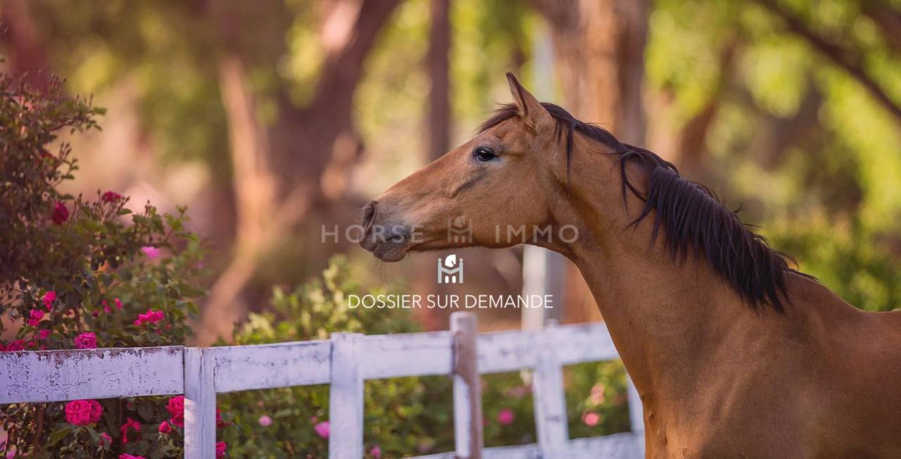 Propiedad ecuestre En venta Hérault