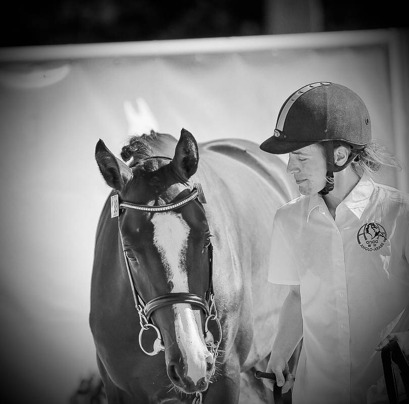 Semental Anglo-Arabe En venta 2022 Bayo moreno por Eole de Pompadour