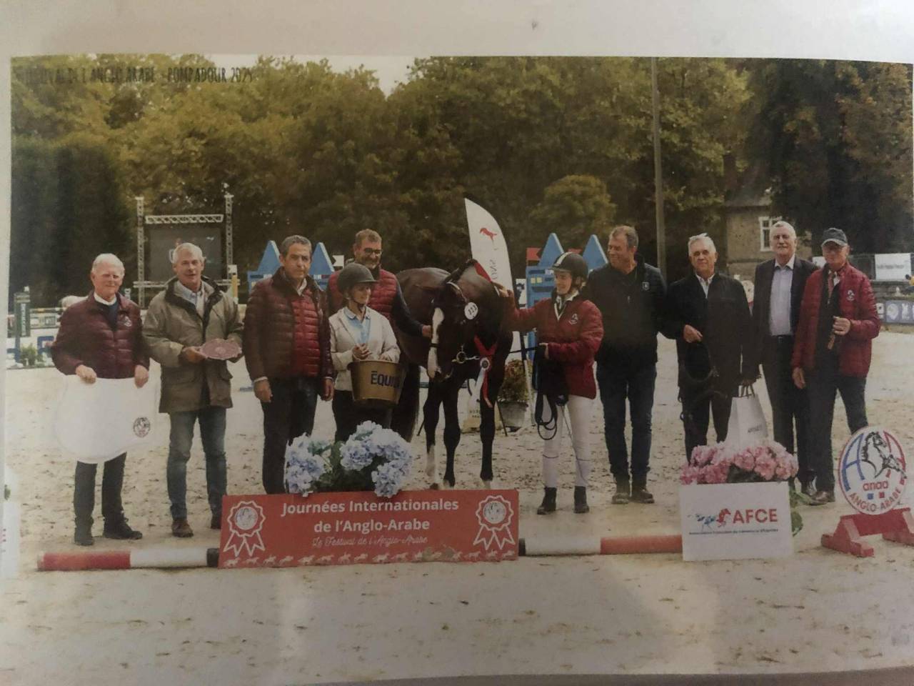 Semental Anglo-Arabe En venta 2022 Bayo moreno por Eole de Pompadour