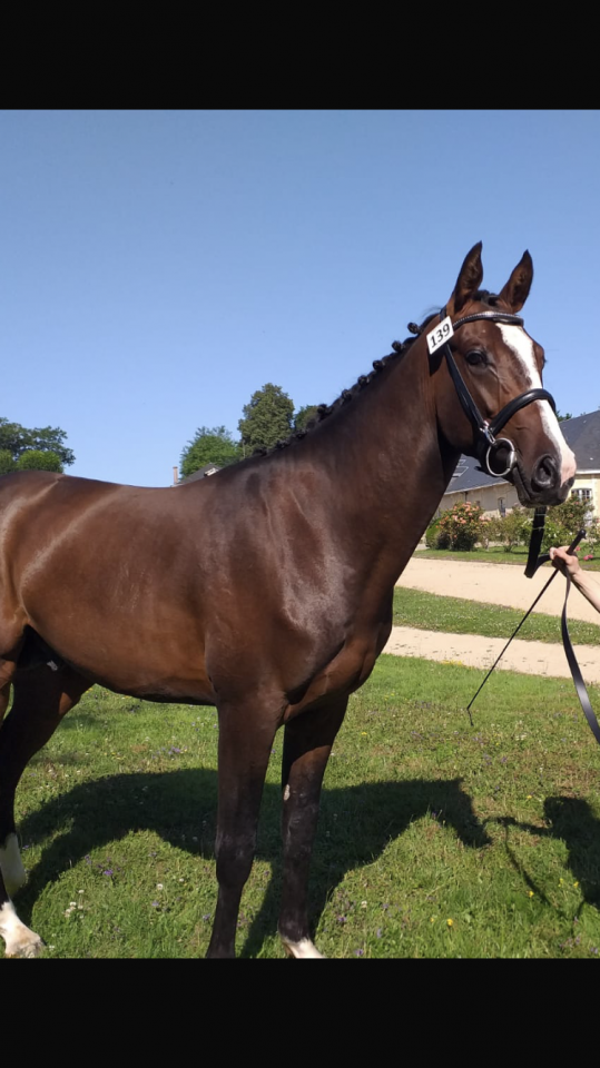 Semental Anglo-Arabe En venta 2022 Bayo moreno por Eole de Pompadour