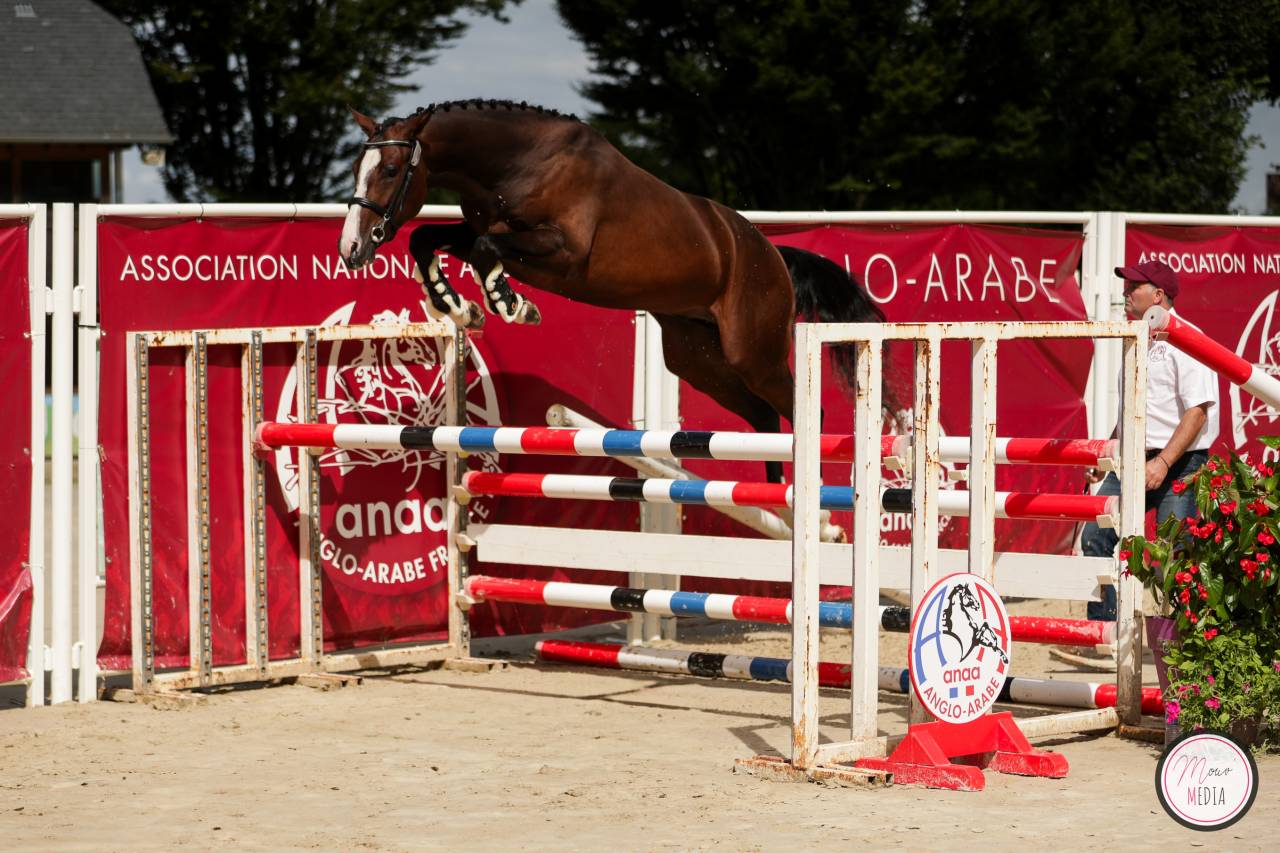 Semental Anglo-Arabe En venta 2022 Bayo moreno por Eole de Pompadour