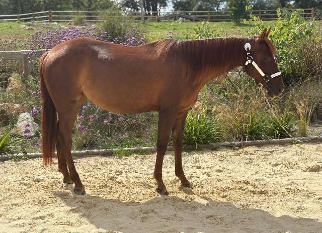 Yegua Quarter Horse En venta 2023 Alazán tostado por Lil Joe Cash