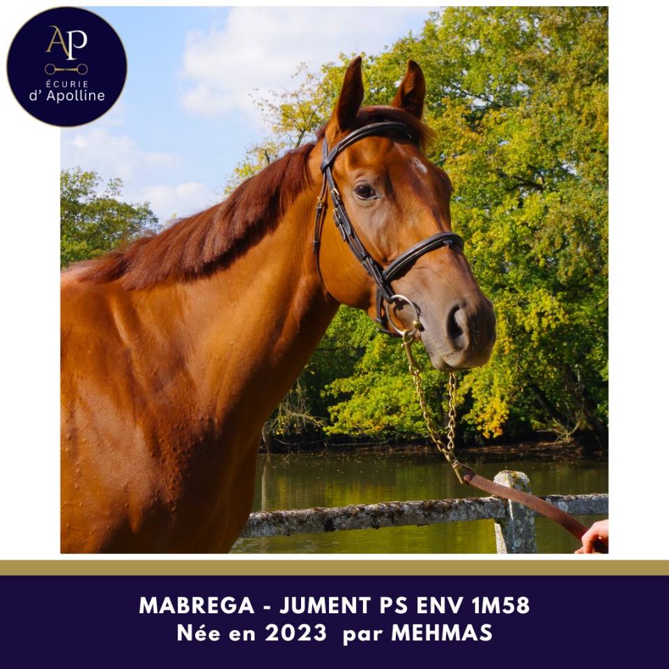 Yegua Pura Sangre En venta 2023 Alazán por mehmas