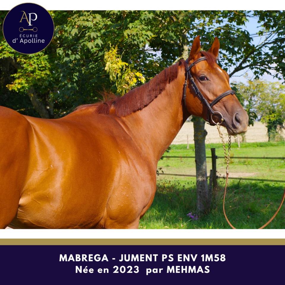 Yegua Pura Sangre En venta 2023 Alazán por mehmas