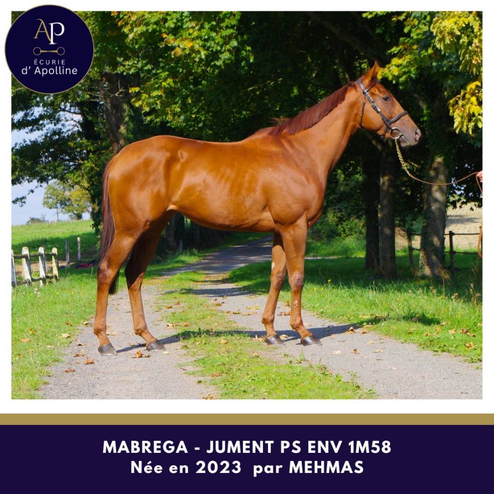 Yegua Pura Sangre En venta 2023 Alazán por mehmas