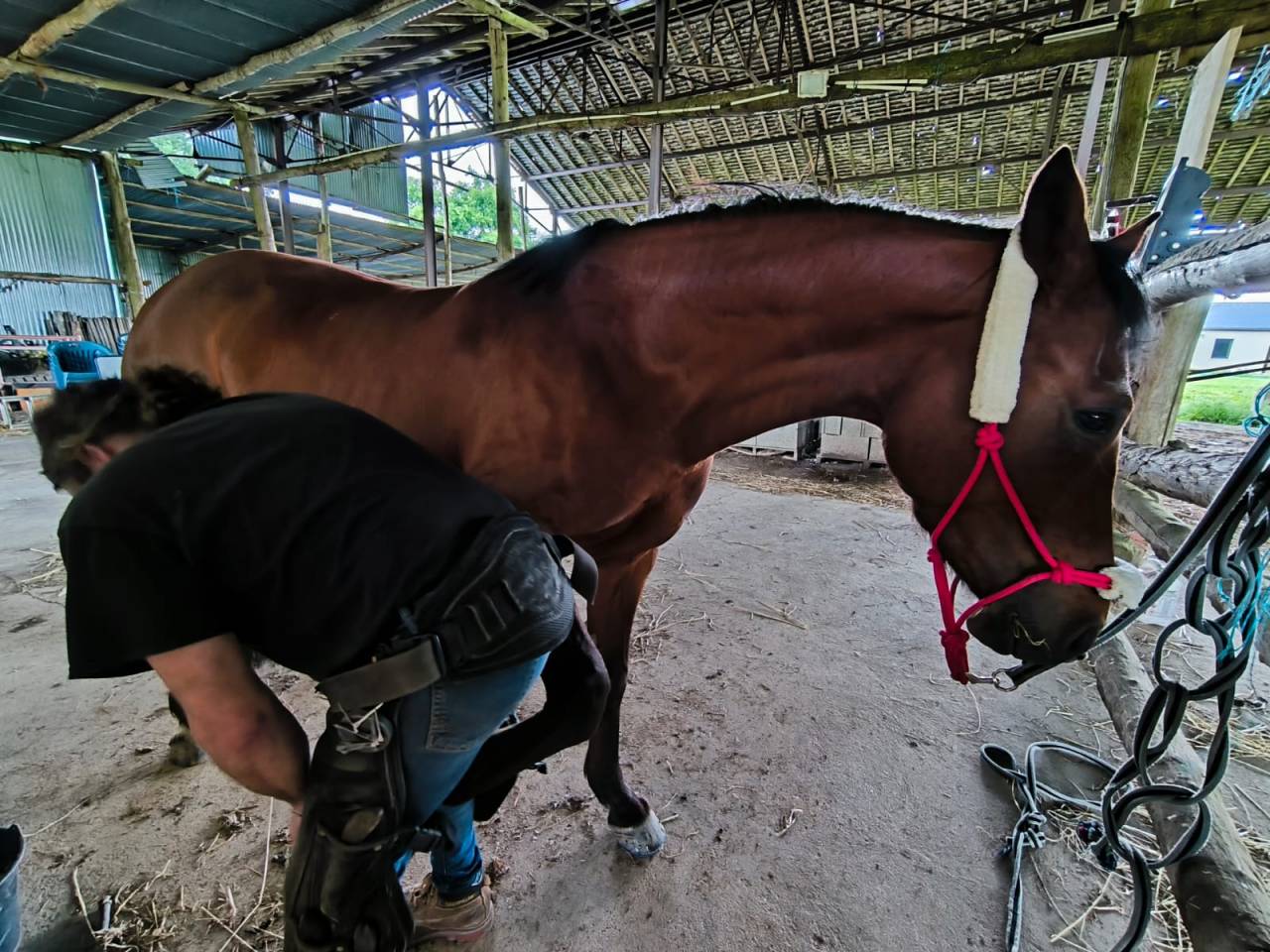 Yegua PFS Poni Françés de Silla En venta 2018 Bayo por MEEPING CHA DE FLORYS