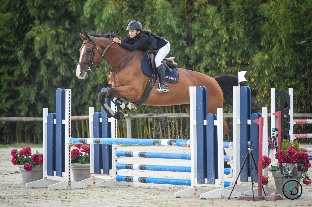 Yegua Silla Francés En venta 2012 Bayo por DAMIRO B