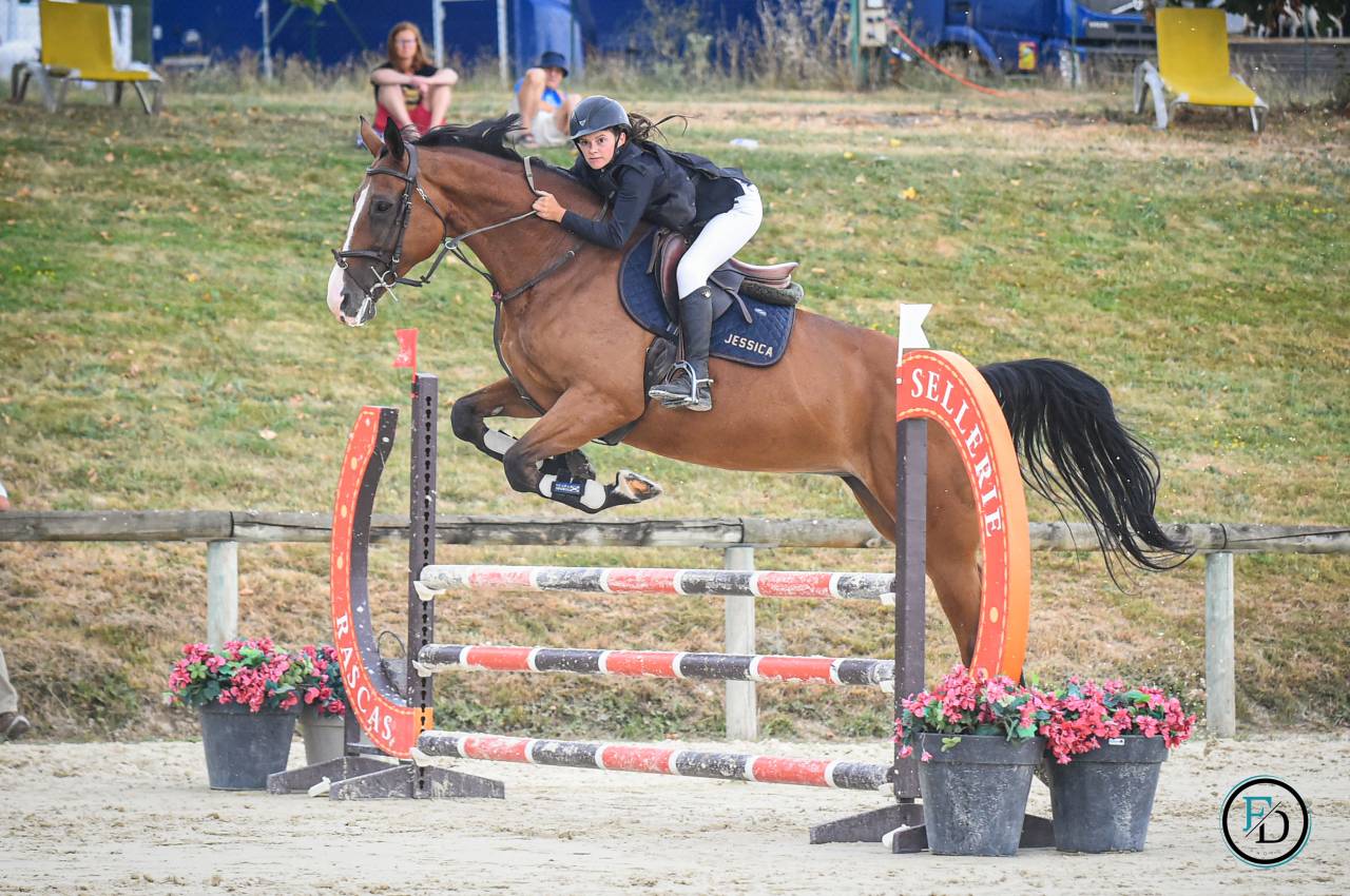 Yegua Silla Francés En venta 2012 Bayo por DAMIRO B