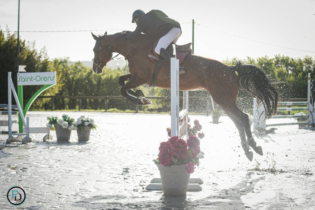 Yegua Silla Francés En venta 2012 Bayo por DAMIRO B
