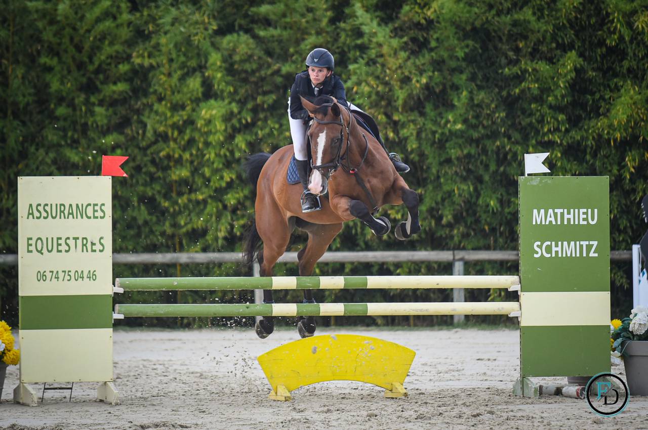 Yegua Silla Francés En venta 2012 Bayo por DAMIRO B