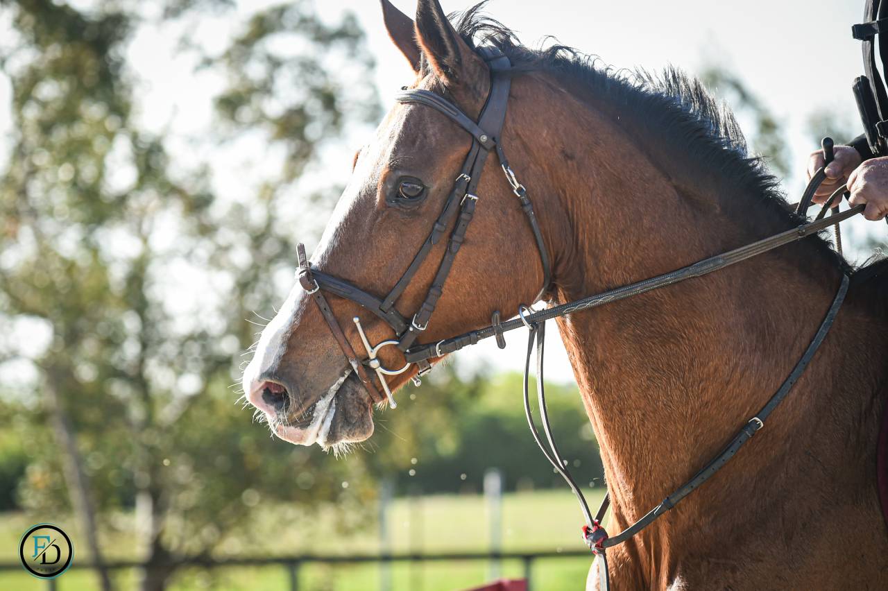 Yegua Silla Francés En venta 2012 Bayo por DAMIRO B