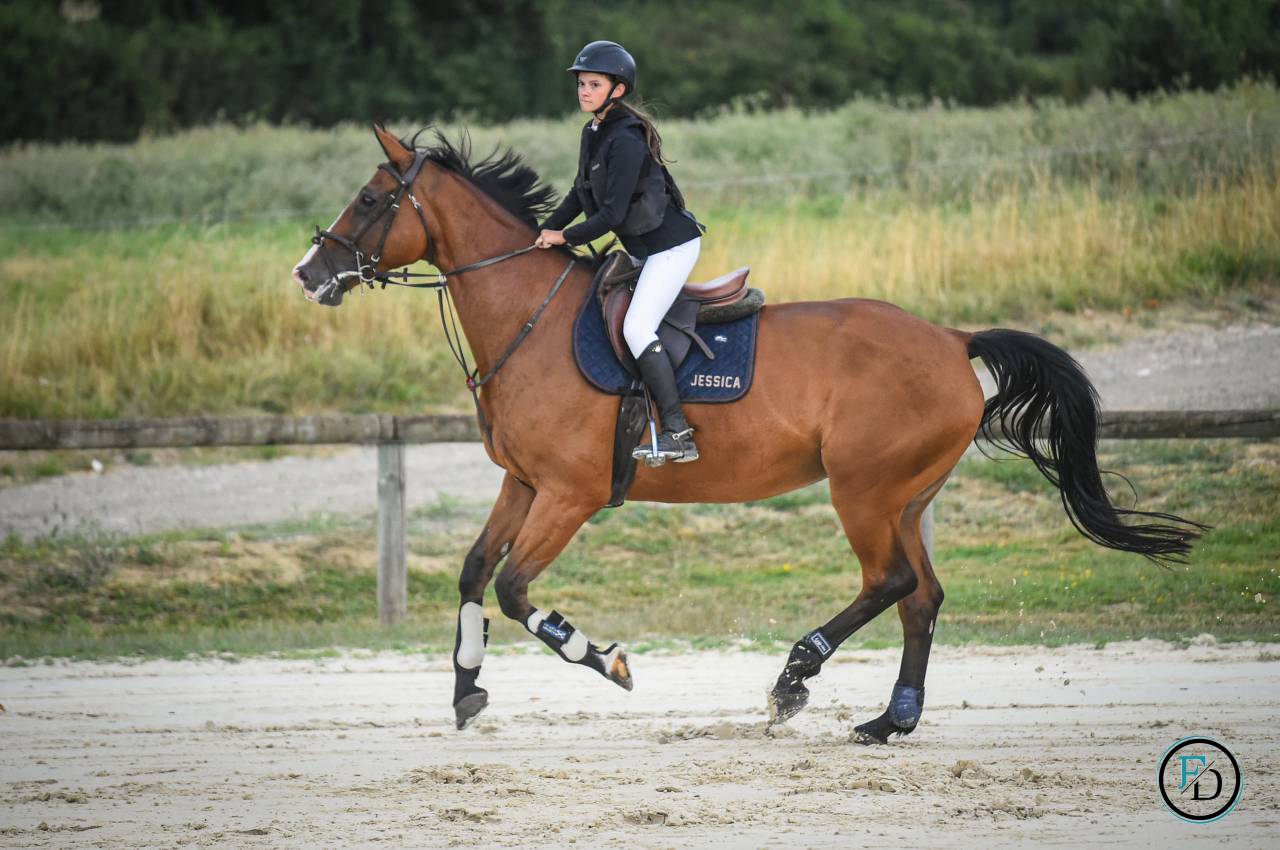 Yegua Silla Francés En venta 2012 Bayo por DAMIRO B