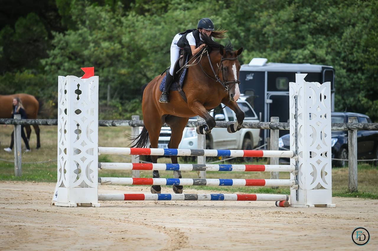 Yegua Silla Francés En venta 2012 Bayo por DAMIRO B