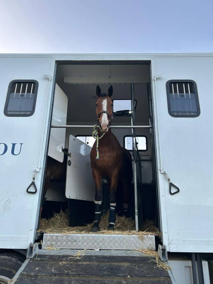 Yegua Silla Francés En venta 2012 Bayo por DAMIRO B