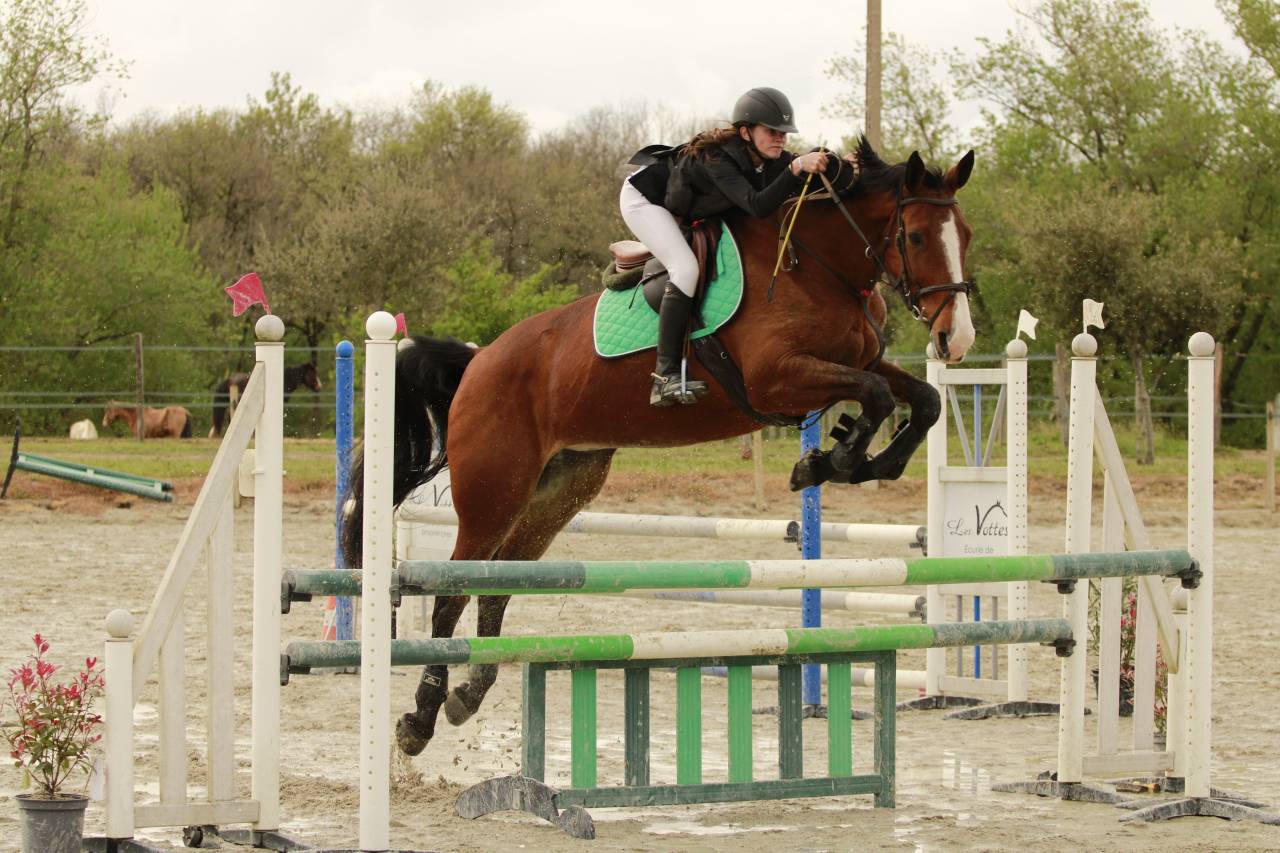 Yegua Silla Francés En venta 2012 Bayo por DAMIRO B