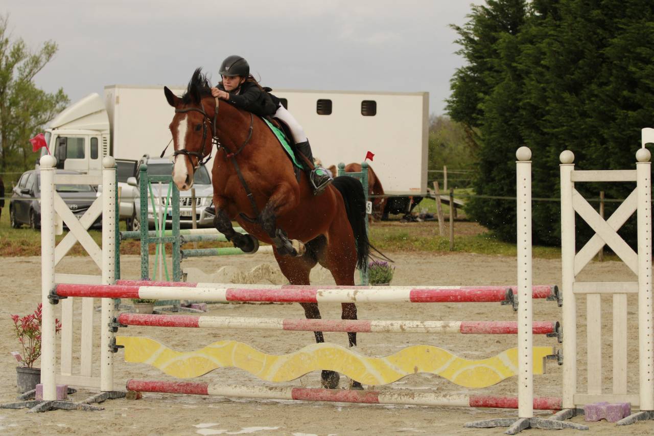 Yegua Silla Francés En venta 2012 Bayo por DAMIRO B