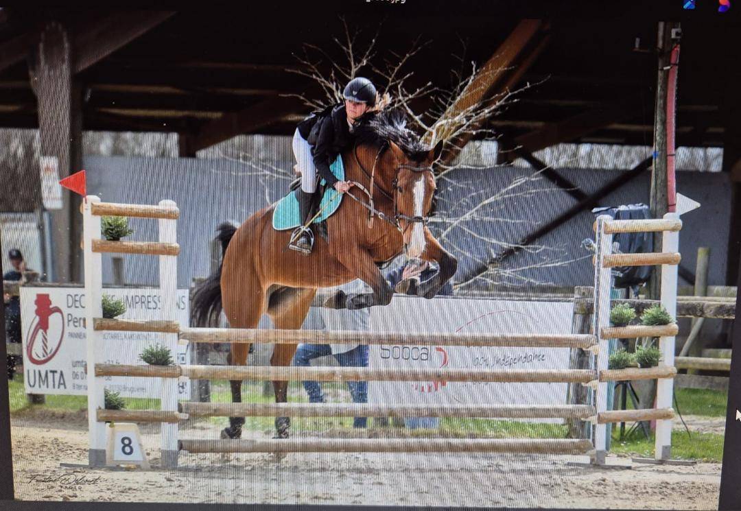 Yegua Silla Francés En venta 2012 Bayo por DAMIRO B