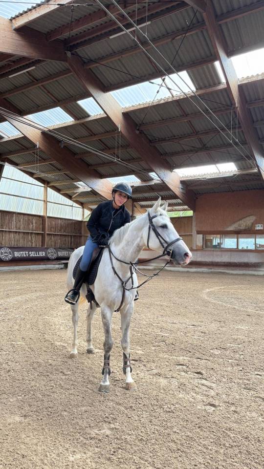 Yegua Zangersheide En venta 2017 Tordo por UNTOUCHABLE