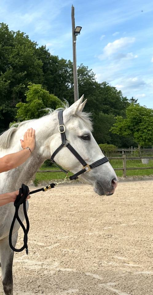 Yegua Zangersheide En venta 2017 Tordo por UNTOUCHABLE