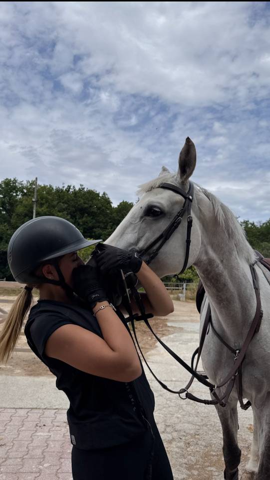 Yegua Zangersheide En venta 2017 Tordo por UNTOUCHABLE