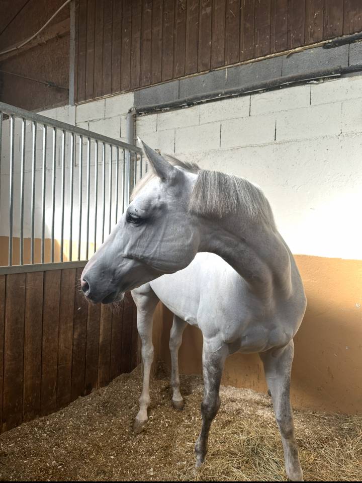 Yegua Zangersheide En venta 2017 Tordo por UNTOUCHABLE