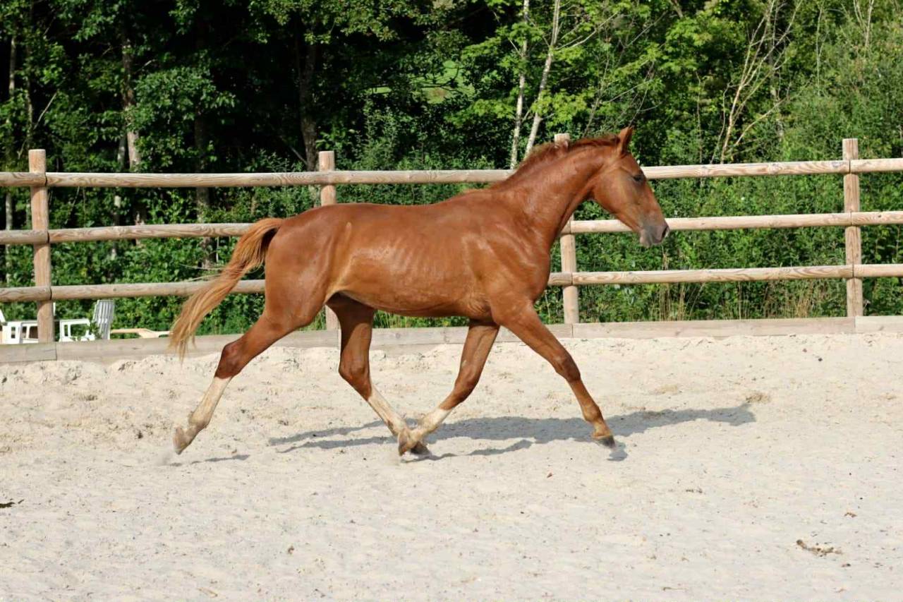 Caballo castrado Mecklembourg En venta 2023 Alazán