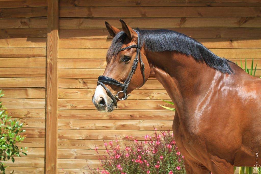 Caballo castrado Hannoveriano En venta 2017 Bayo