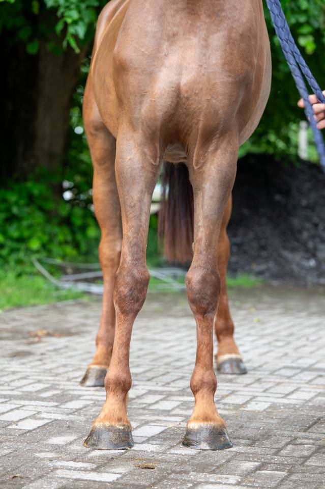 Yegua Zangersheide En venta 2019 Alazán por HIGH BIG ANDI K