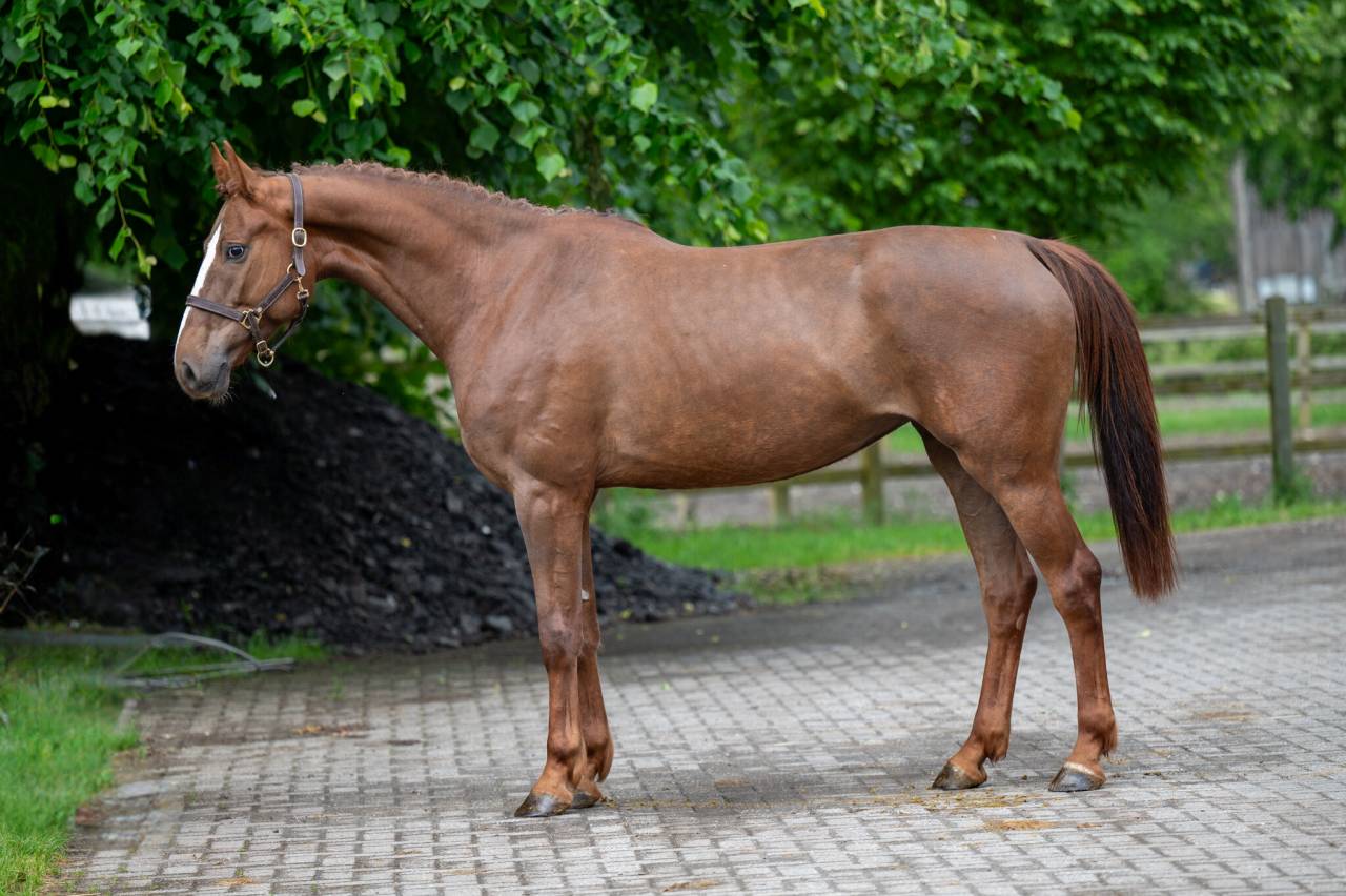 Yegua Zangersheide En venta 2019 Alazán por HIGH BIG ANDI K