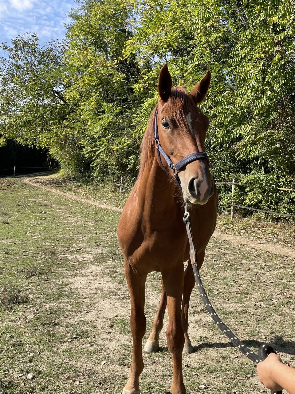 Potro Silla Francés En venta 2024 Alazán