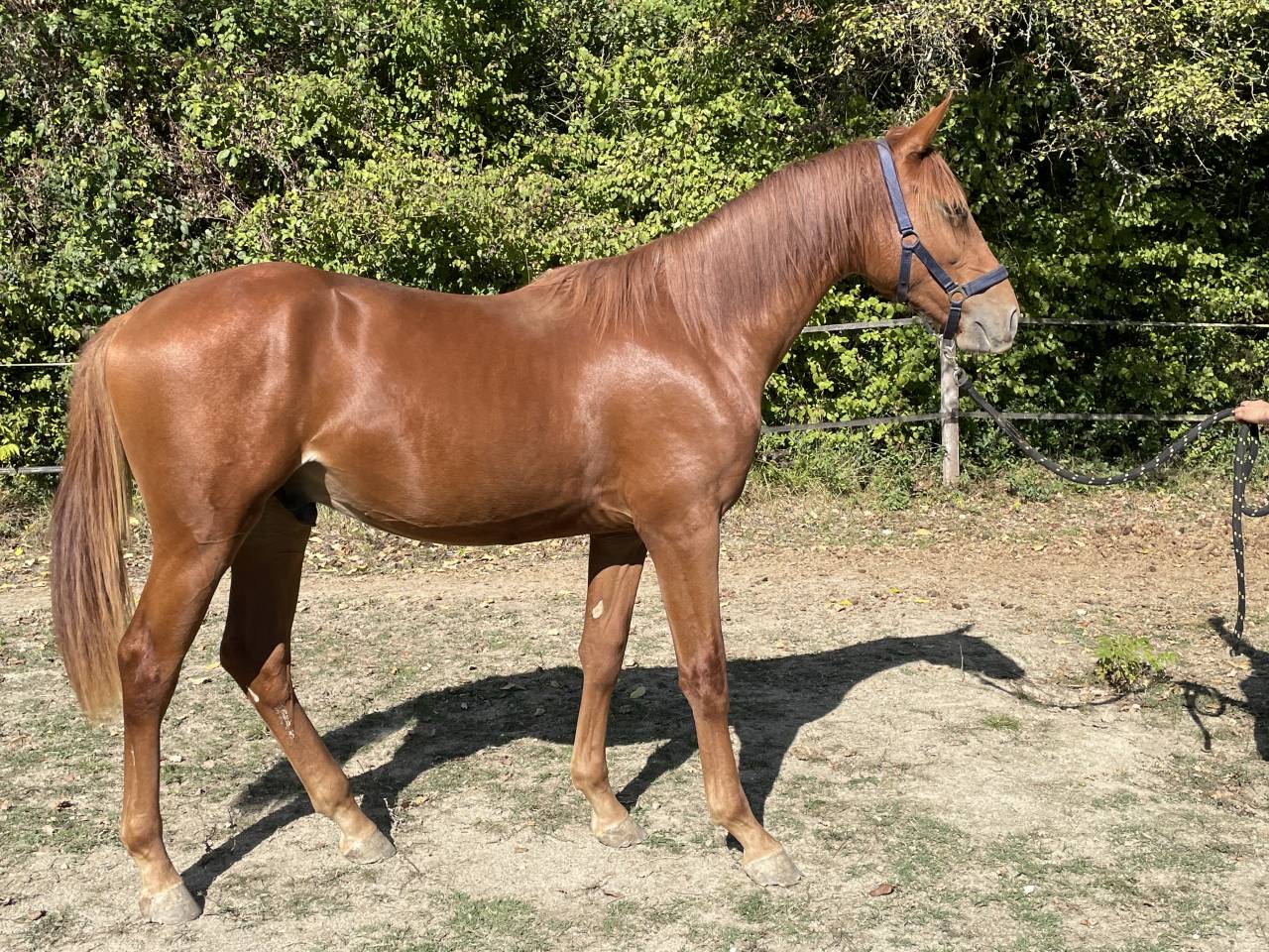 Potro Silla Francés En venta 2024 Alazán