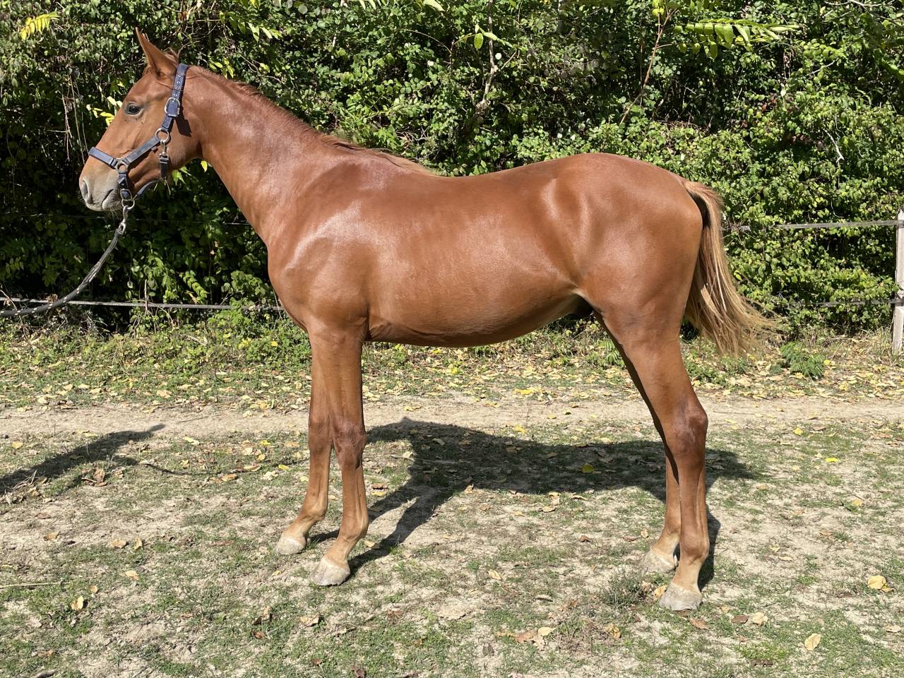 Potro Silla Francés En venta 2024 Alazán