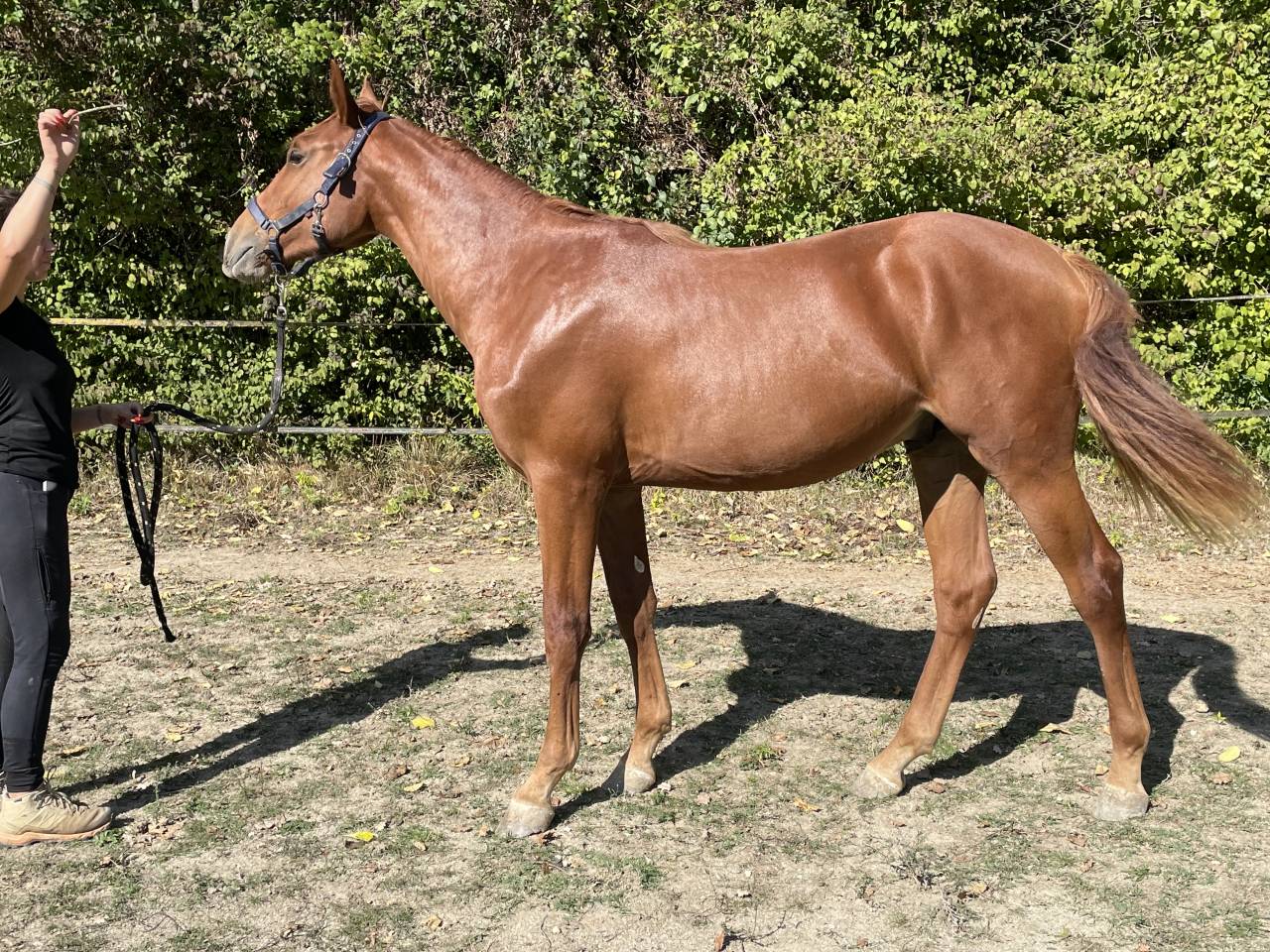 Potro Silla Francés En venta 2024 Alazán