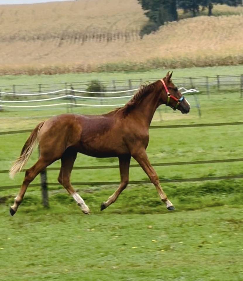 Caballo castrado Oldenburgués En venta 2024 Alazán por SIR DONNERHALL